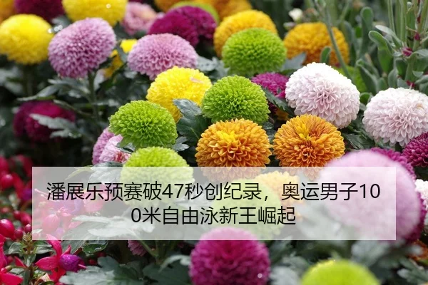 潘展乐预赛破47秒创纪录，奥运男子100米自由泳新王崛起